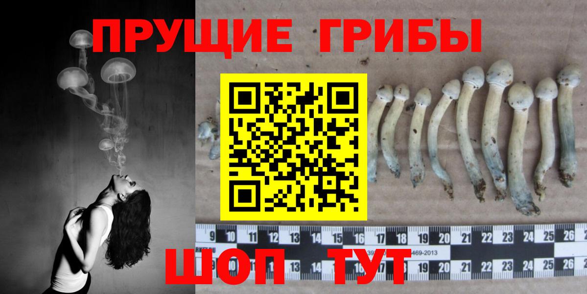 Галлюциногенные грибы Cubensis Россия